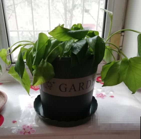 绿萝再好养也有窍门，4个方法，枝条像“喷泉”往外冒