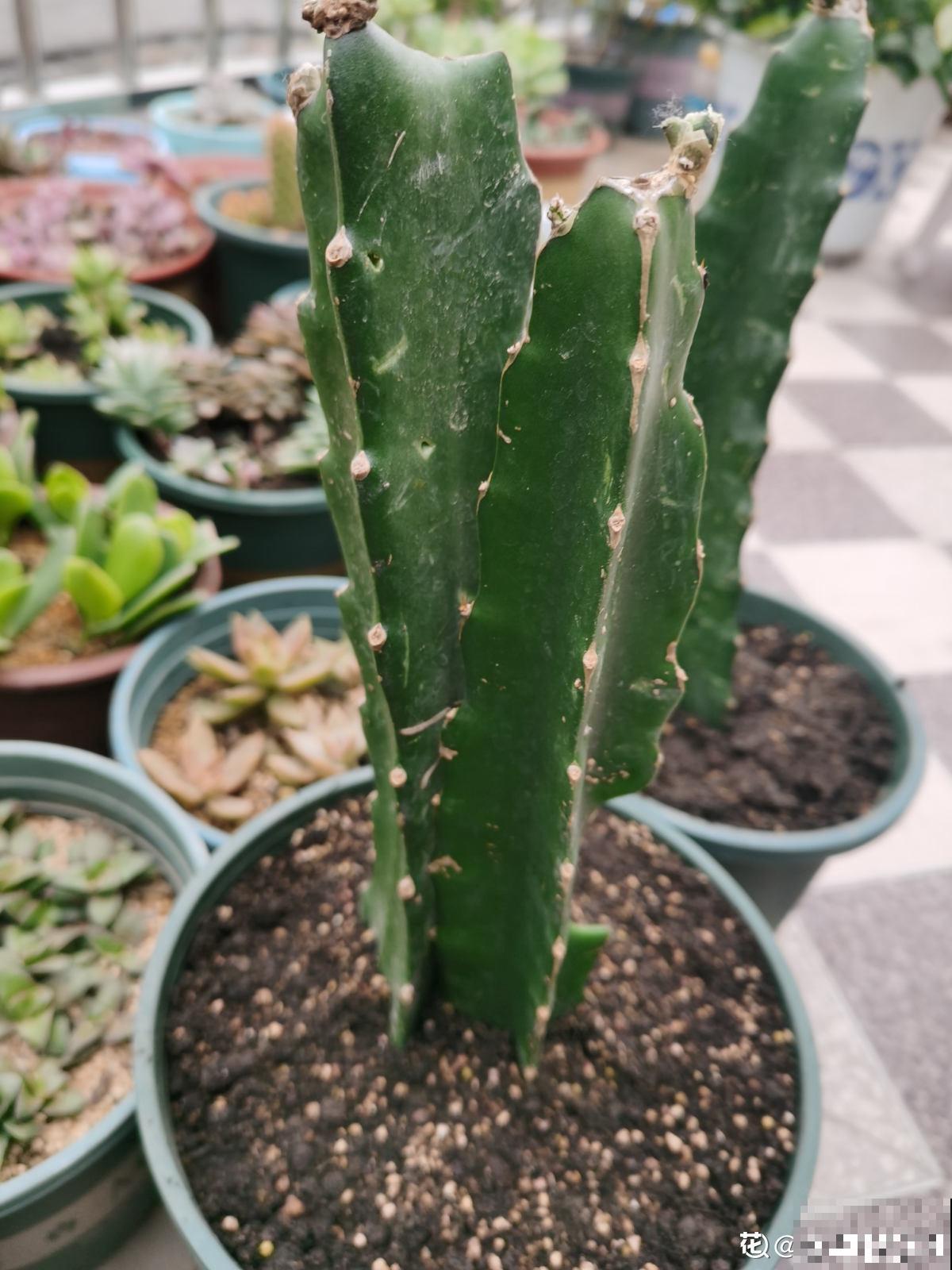 3种花长的跟“三胞胎”似的,还有“守家”的说法,适合居家养护 3种花长的跟“三胞胎”似的,还有“守家”的说法,适合居家养护