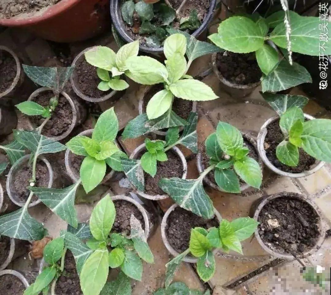 8种花，越热越扦插，大白根呼呼冒