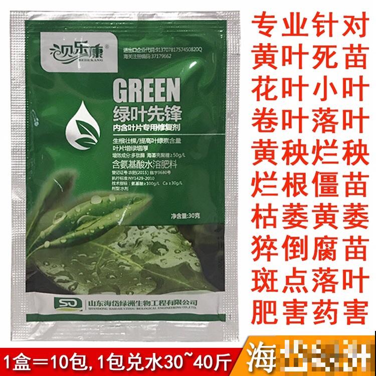 养腻了吊兰,试试佛珠吊兰,“垂流直下”长不停 养腻了吊兰,试试佛珠吊兰,“垂流直下”长不停