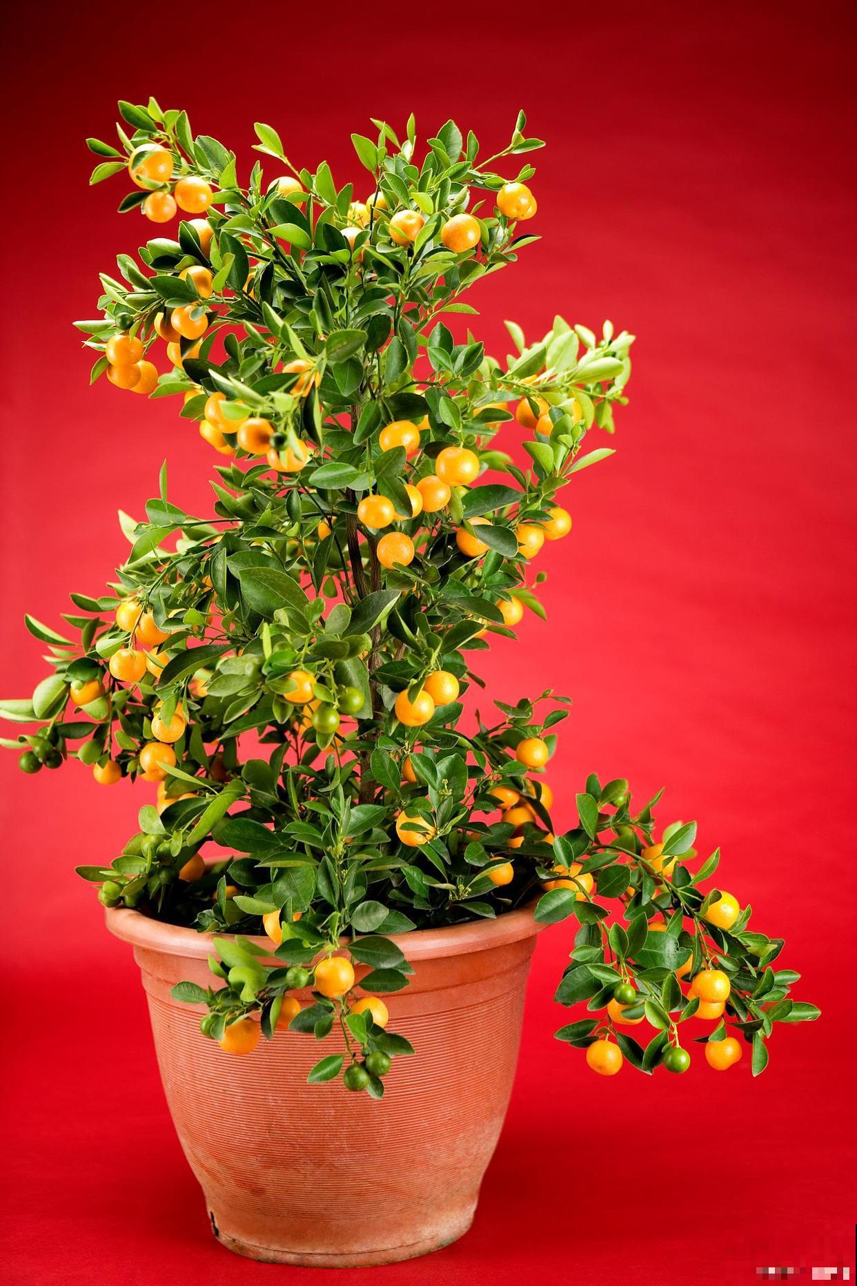 植株“中暑”如何救治？教你从4个方面出手，分分钟“妙手回春”