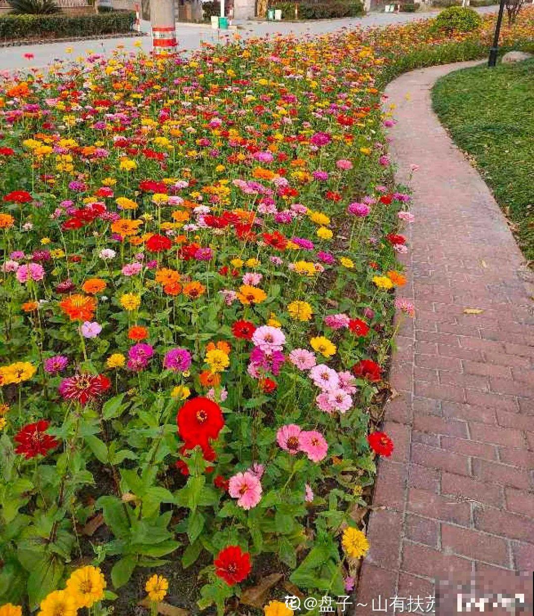 绿化带“壕”无人性，10万块的花堆一起，你认识几个？