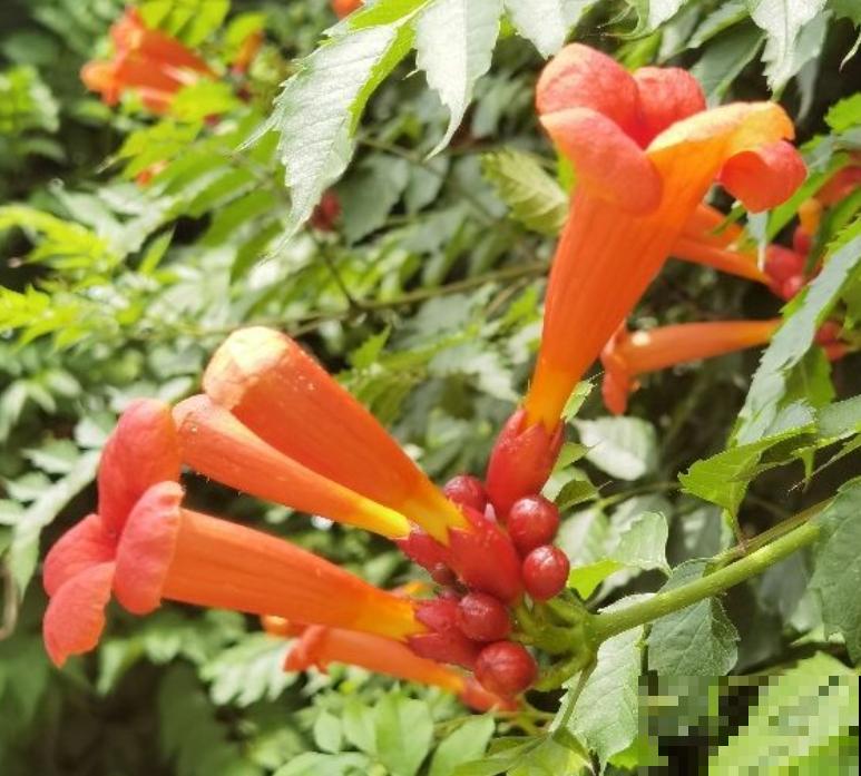 院子里养棵凌霄花,嗖嗖爬上墙,满枝条都是花 院子里养棵凌霄花,嗖嗖爬上墙,满枝条都是花