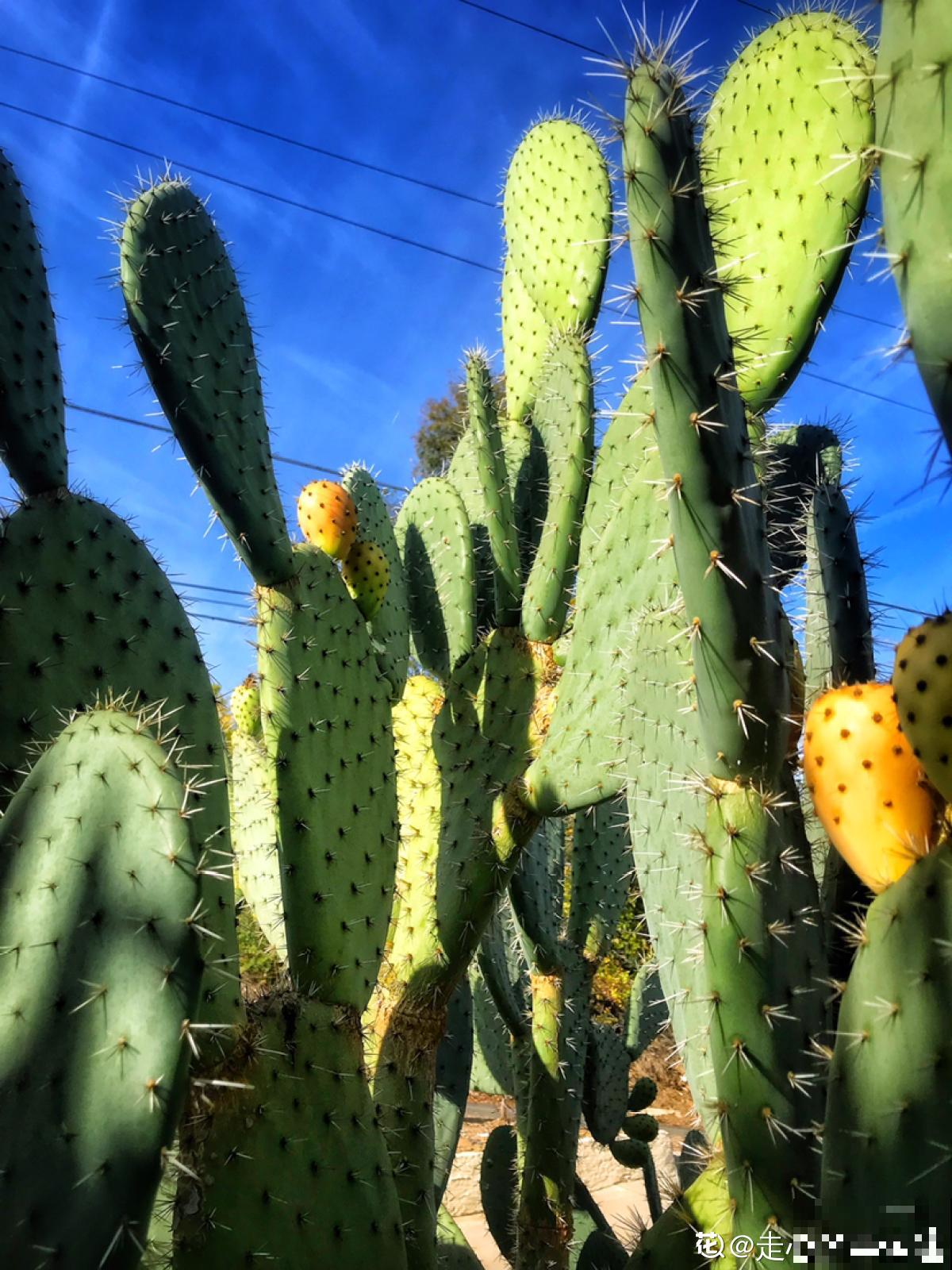 养花和性格息息相关,什么性格喜欢什么花,你同意吗 养花和性格息息相关,什么性格喜欢什么花,你同意吗