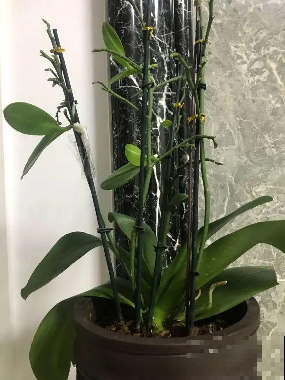 夏天看见气生根,赶紧剪下来,插土里就活 夏天看见气生根,赶紧剪下来,插土里就活