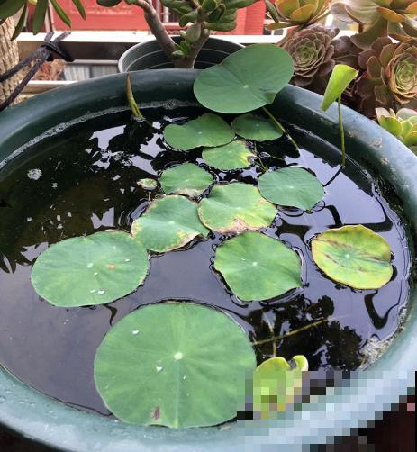 养碗莲做好3点，开花美得像艺术品，拍的照片像修图