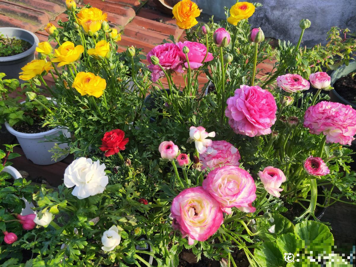 完美“蜕变”的4种花，名字太难听，开花美翻天