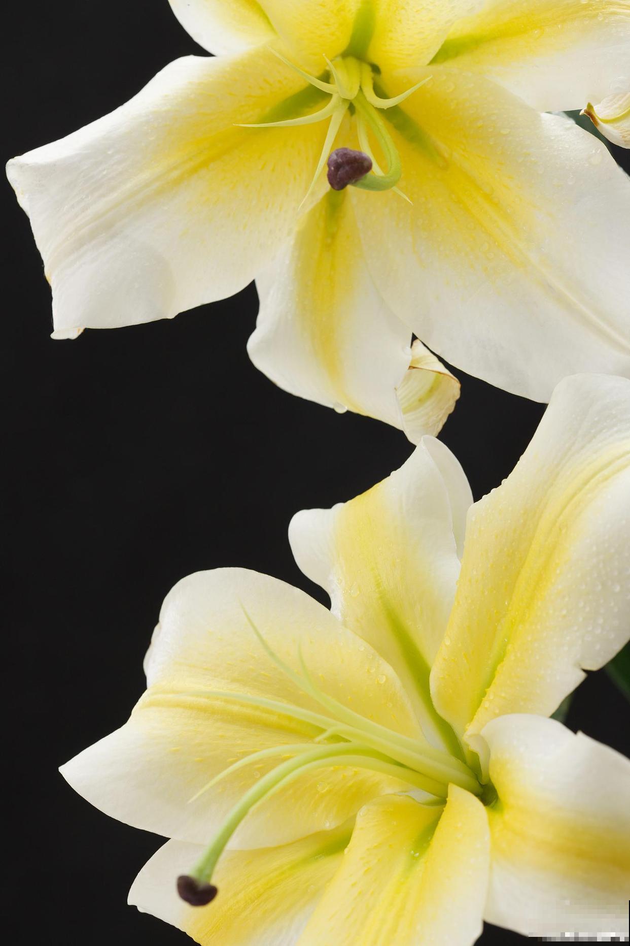 要想百合开花多，做好3点养护，到了季节就开花