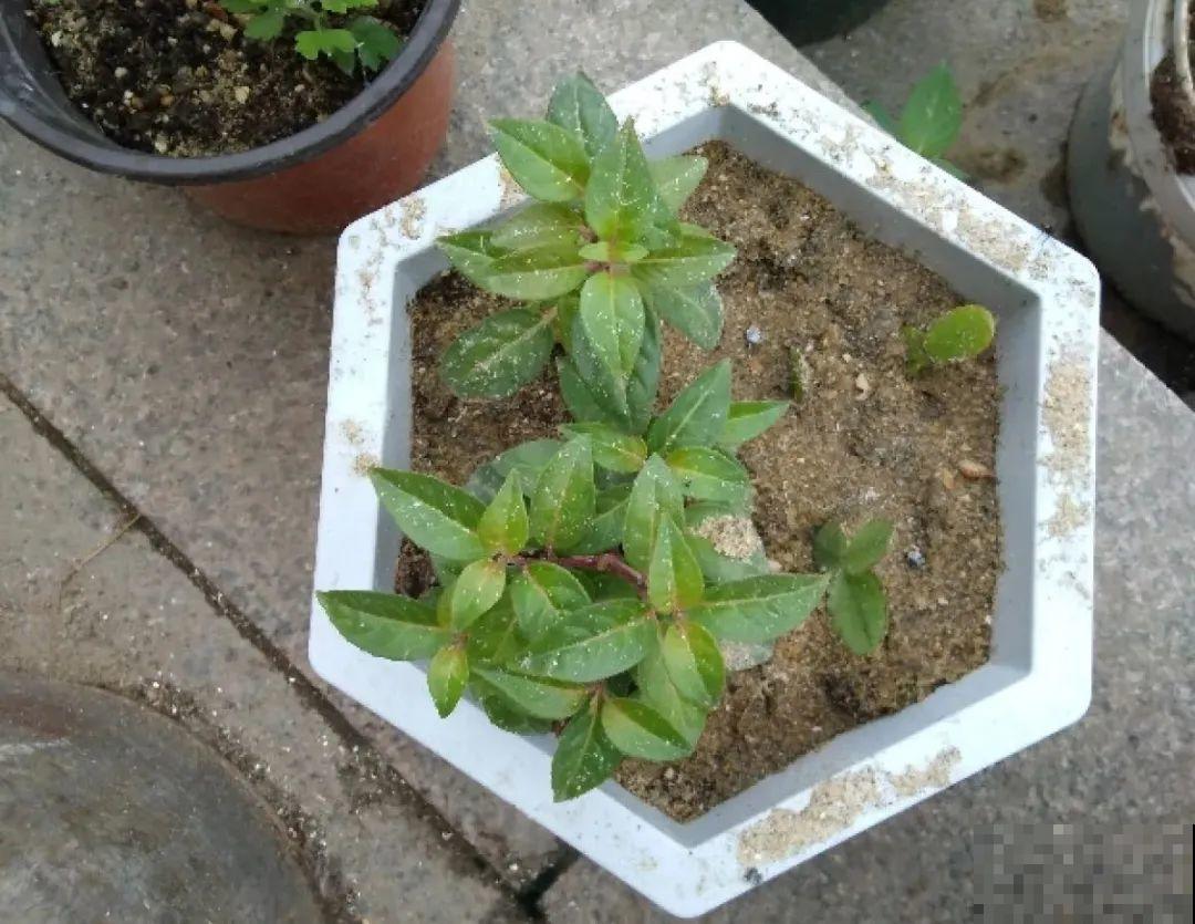 警惕秋老虎，别让你的花，度过夏天，却死在秋天