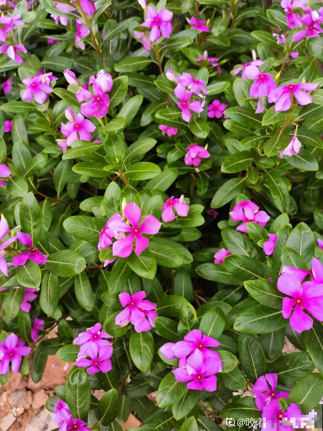 6种花耐高温，夏天也能养开花