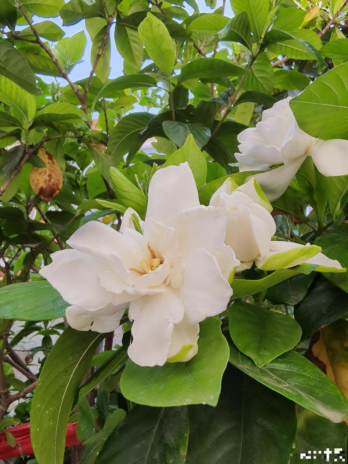 4种花真败好感，“毛病”太多，爱不起来