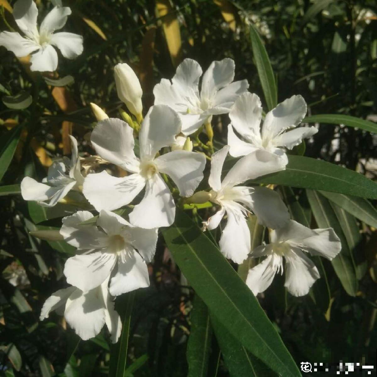 有“商业价值”的植物,绿化带里天天见,不愧是“有颜有市场” 有“商业价值”的植物,绿化带里天天见,不愧是“有颜有市场”