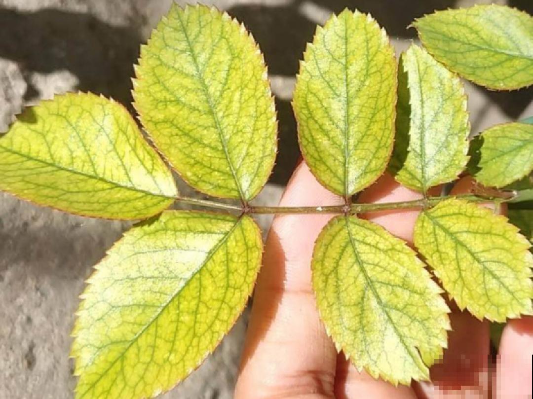 植物搬出门，痛快淋场雨，植物越来越旺