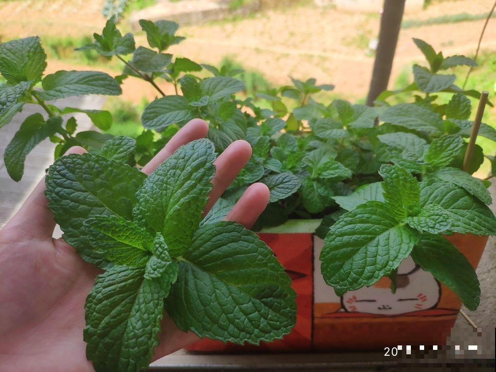 失眠多梦真头疼，养这3种花，带你安心入眠没烦恼