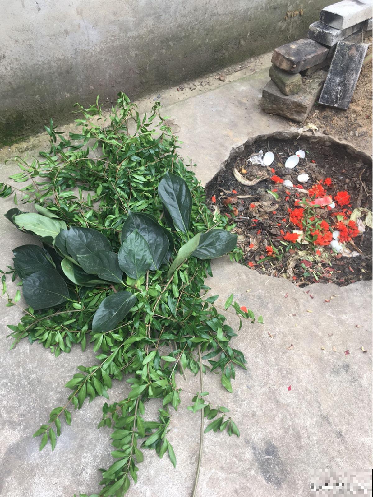 一棵石榴树，只需6步养护，就能边赏花边吃果