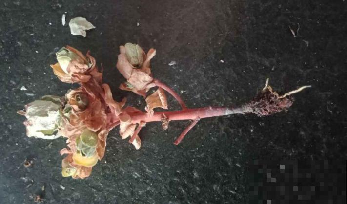 鲜花做成干花，颜色质感有特点，还可以放在家中点缀