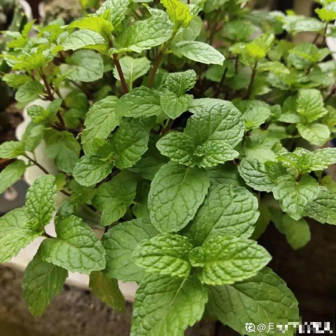 路边不起眼的草,种院子里用处大,还能清热降暑气 路边不起眼的草,种院子里用处大,还能清热降暑气