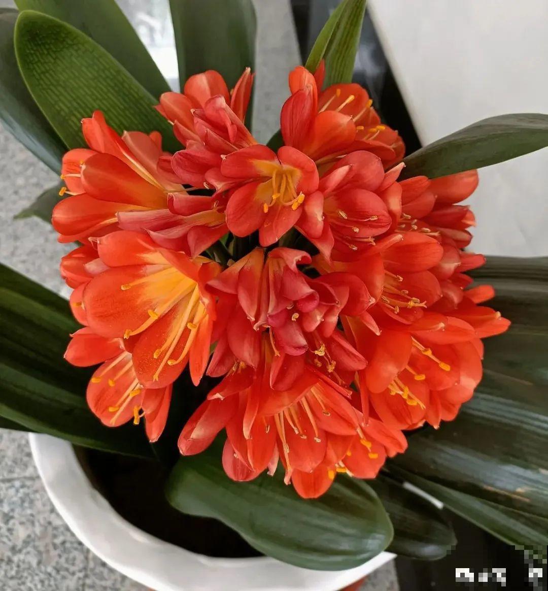 8种花夏天不能买,买回来就死,白浪费钱 8种花夏天不能买,买回来就死,白浪费钱