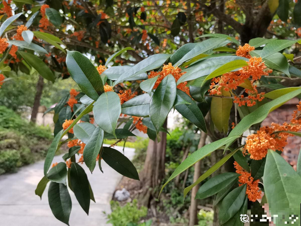 秋天院子里种棵桂花，“香飘十里”不为过，还能做成美味