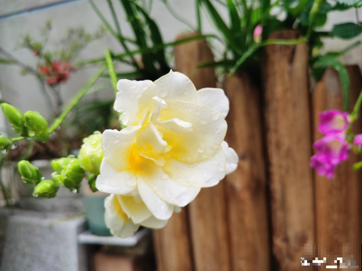 趁着秋天到，赶紧种上3种花，明天春天就能开花