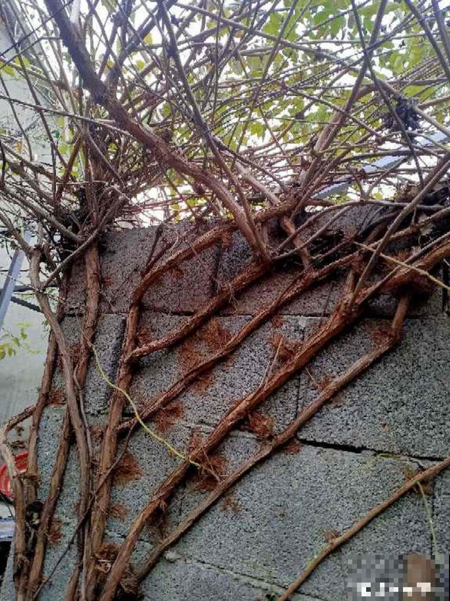 6种花，不怕太阳晒，太阳底下嗖嗖长个儿