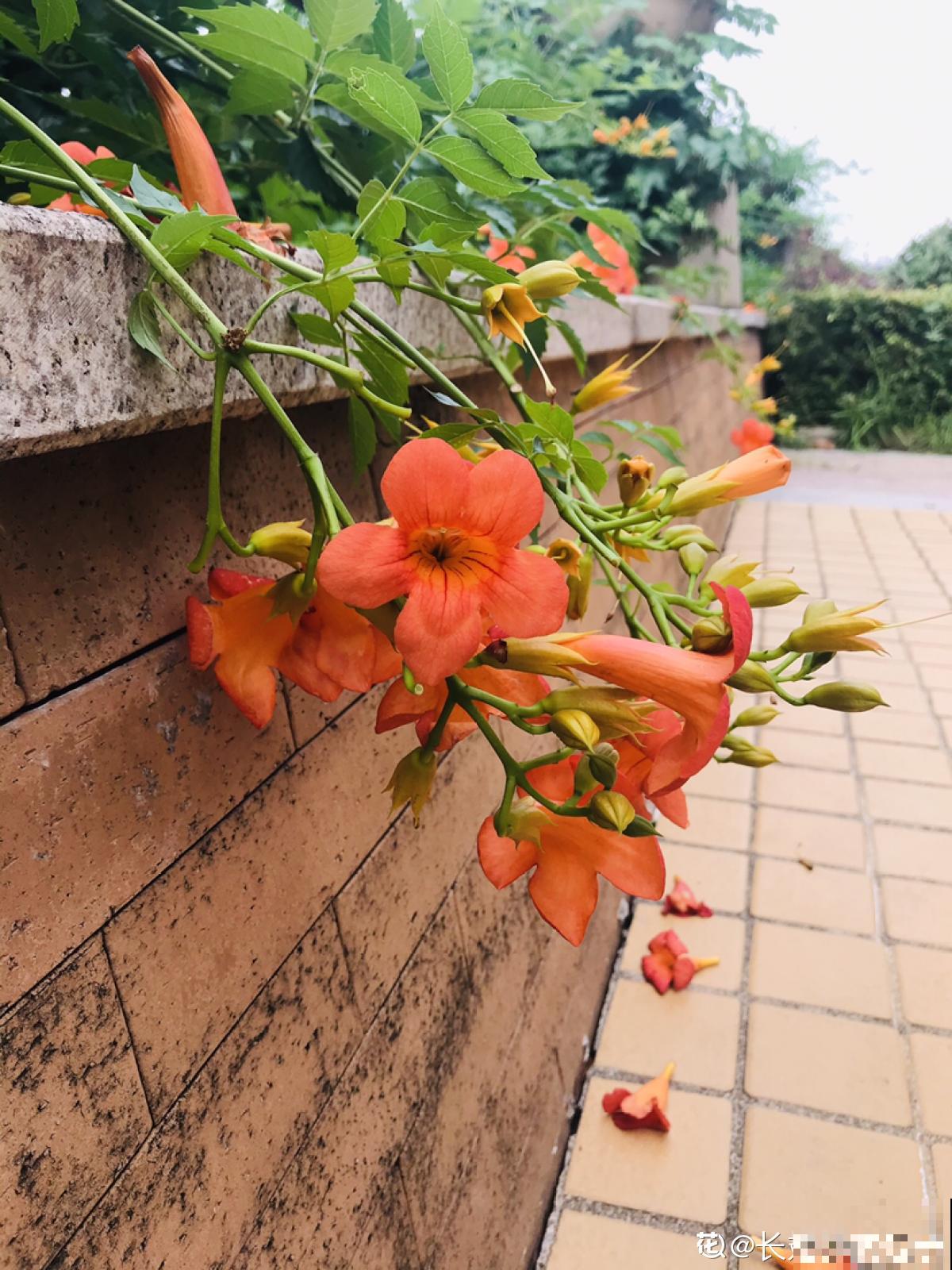 邻居种了一棵凌霄花，长势实在是喜人，一年至少剪2遍