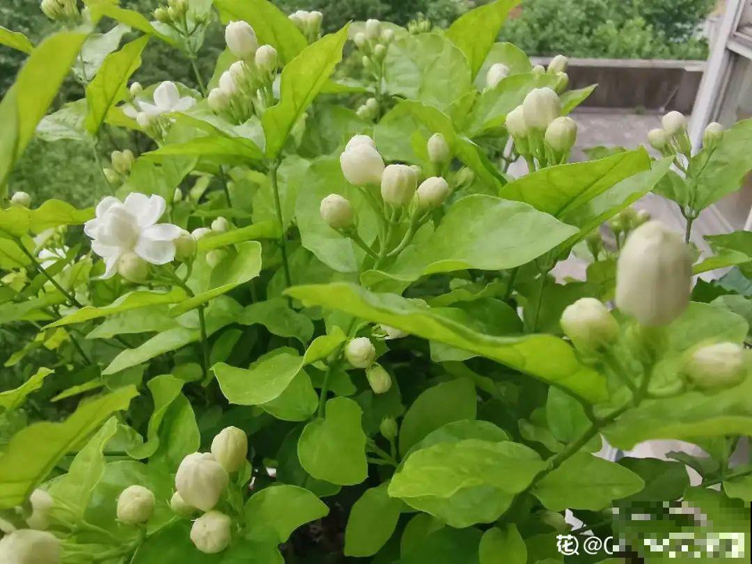 9种花，天热也要施肥，否则活不长，越养越差劲