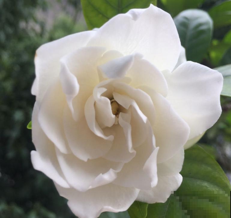 好不容易长出花苞，居然“消苞”了，太心疼