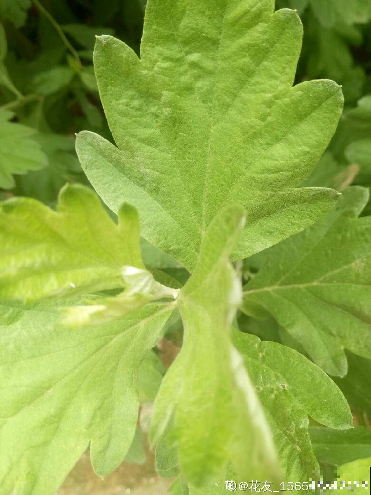 老中医爱养的60种植物，图文并茂特详细，种一盆养人养身心