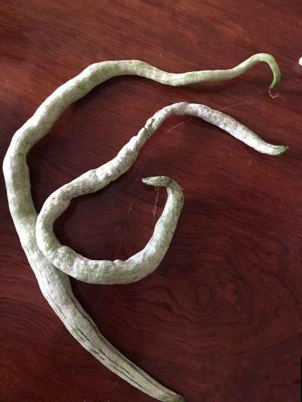 15万块钱的一个蜜瓜，到底有多好吃？