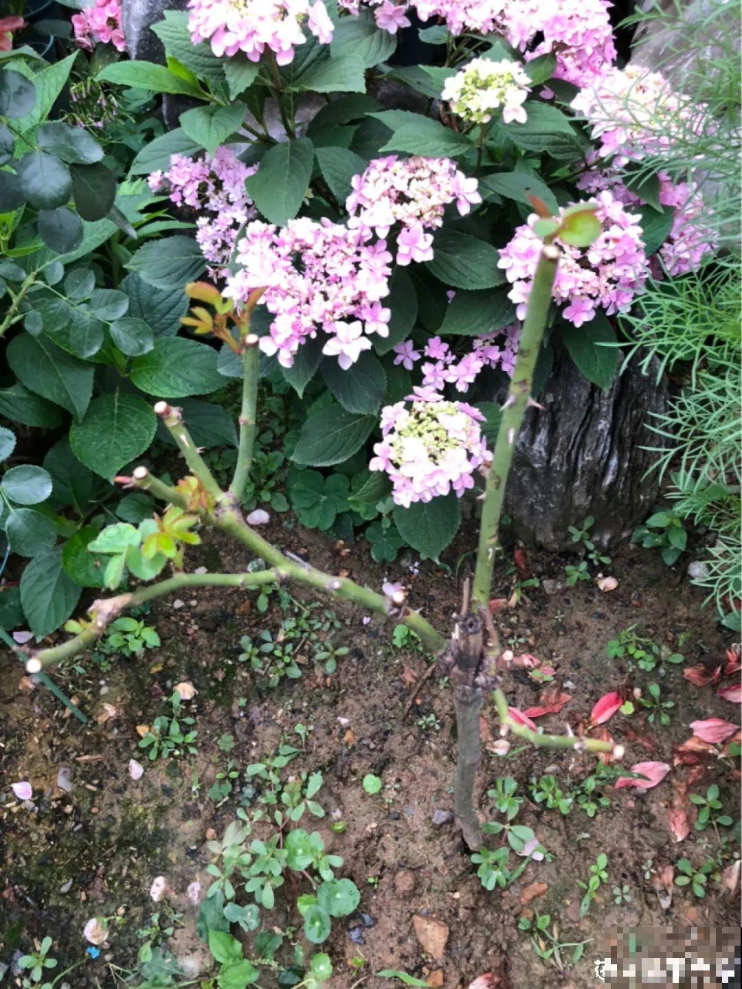 难养活的8种花，在家里养不好，扔门口反而呼呼开花