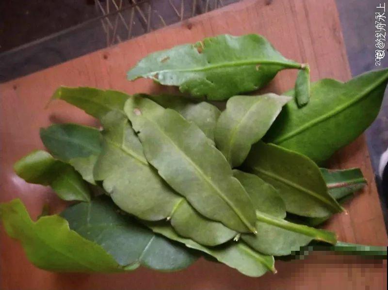 立秋后，7种花要扦插，满盆开花结果子