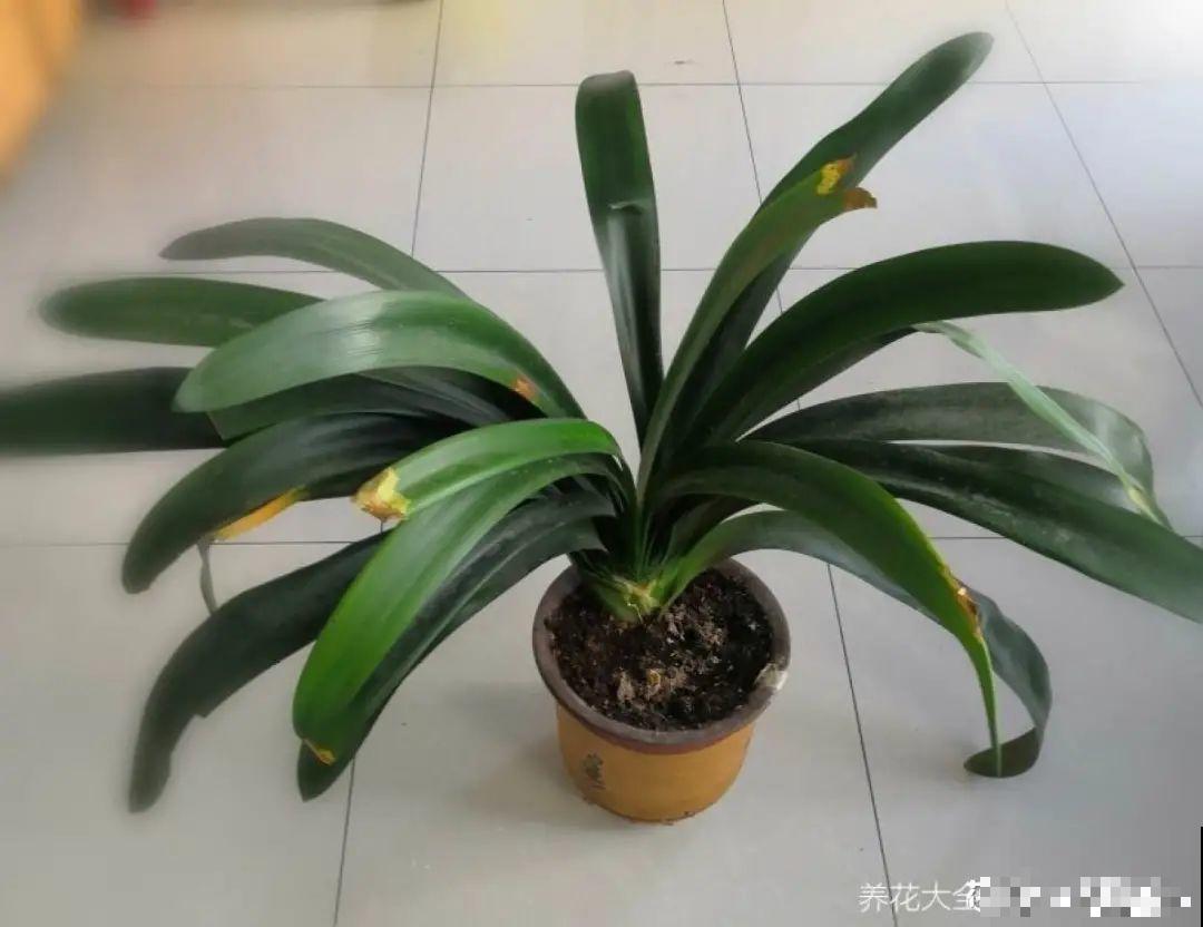 换盆时间到,换好后植物呼呼长,不换全年不开花 换盆时间到,换好后植物呼呼长,不换全年不开花