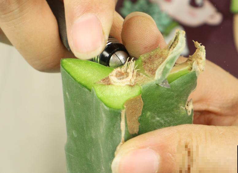 养了30年的玉树,扦插开出9色花,快来沾沾喜气 养了30年的玉树,扦插开出9色花,快来沾沾喜气