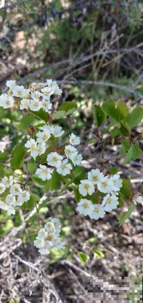 今年超流行小众植物，美而不俗，气质一绝