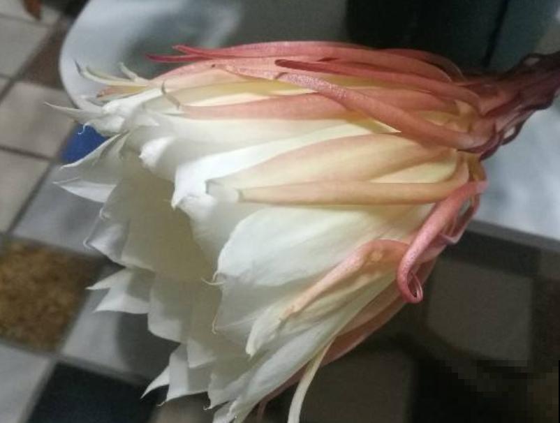 4个方面入手，教你如何养出爆盆昙花，快进来学习一下