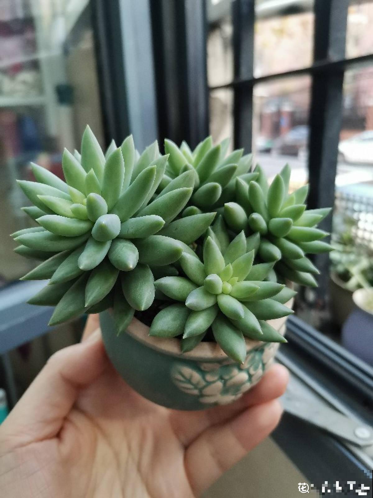 人气超高的景天科多肉,选得好也要养得好,网友:太美了! 人气超高的景天科多肉,选得好也要养得好,网友:太美了!