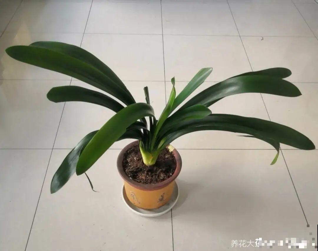 换盆时间到,换好后植物呼呼长,不换全年不开花 换盆时间到,换好后植物呼呼长,不换全年不开花