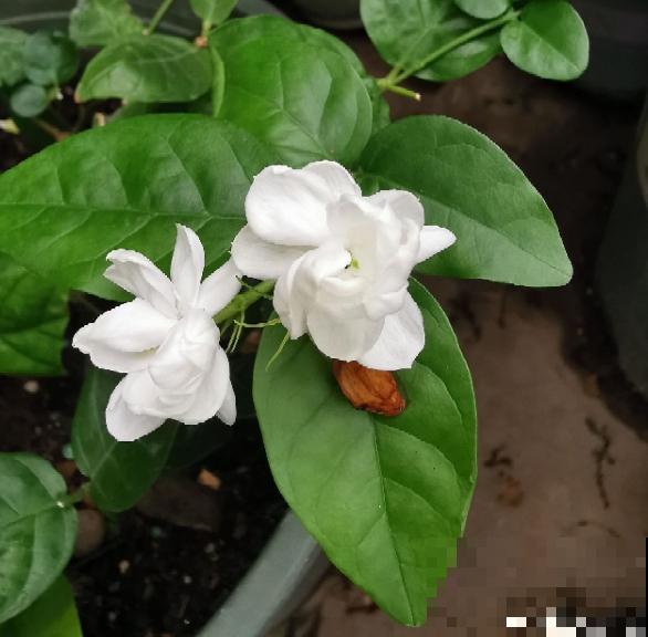 20种常见花,一句话说到浇水要点,赶紧学学 20种常见花,一句话说到浇水要点,赶紧学学