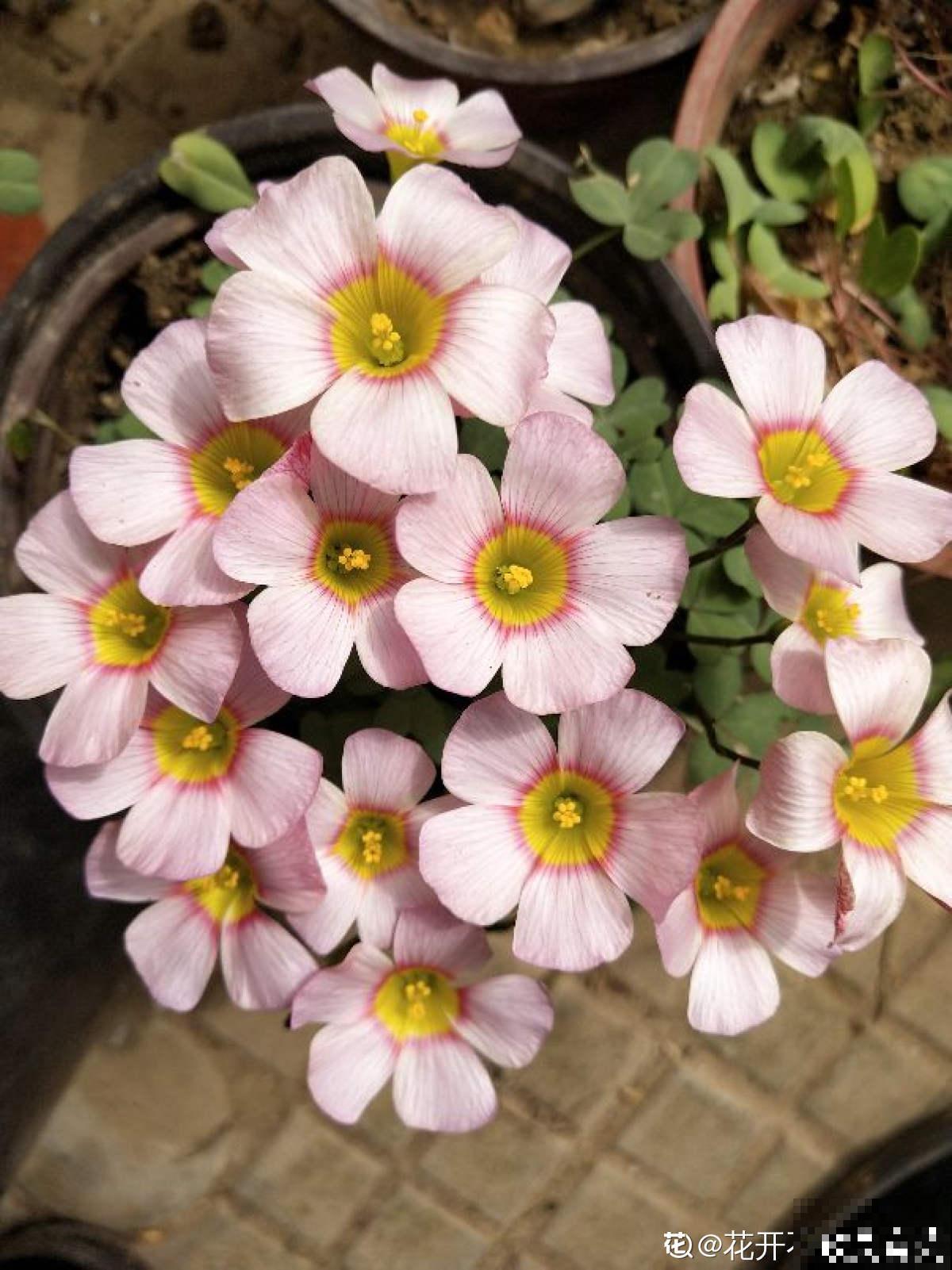 秋天是养花新高峰,院子赶紧种上4种花,美得像幅画 秋天是养花新高峰,院子赶紧种上4种花,美得像幅画