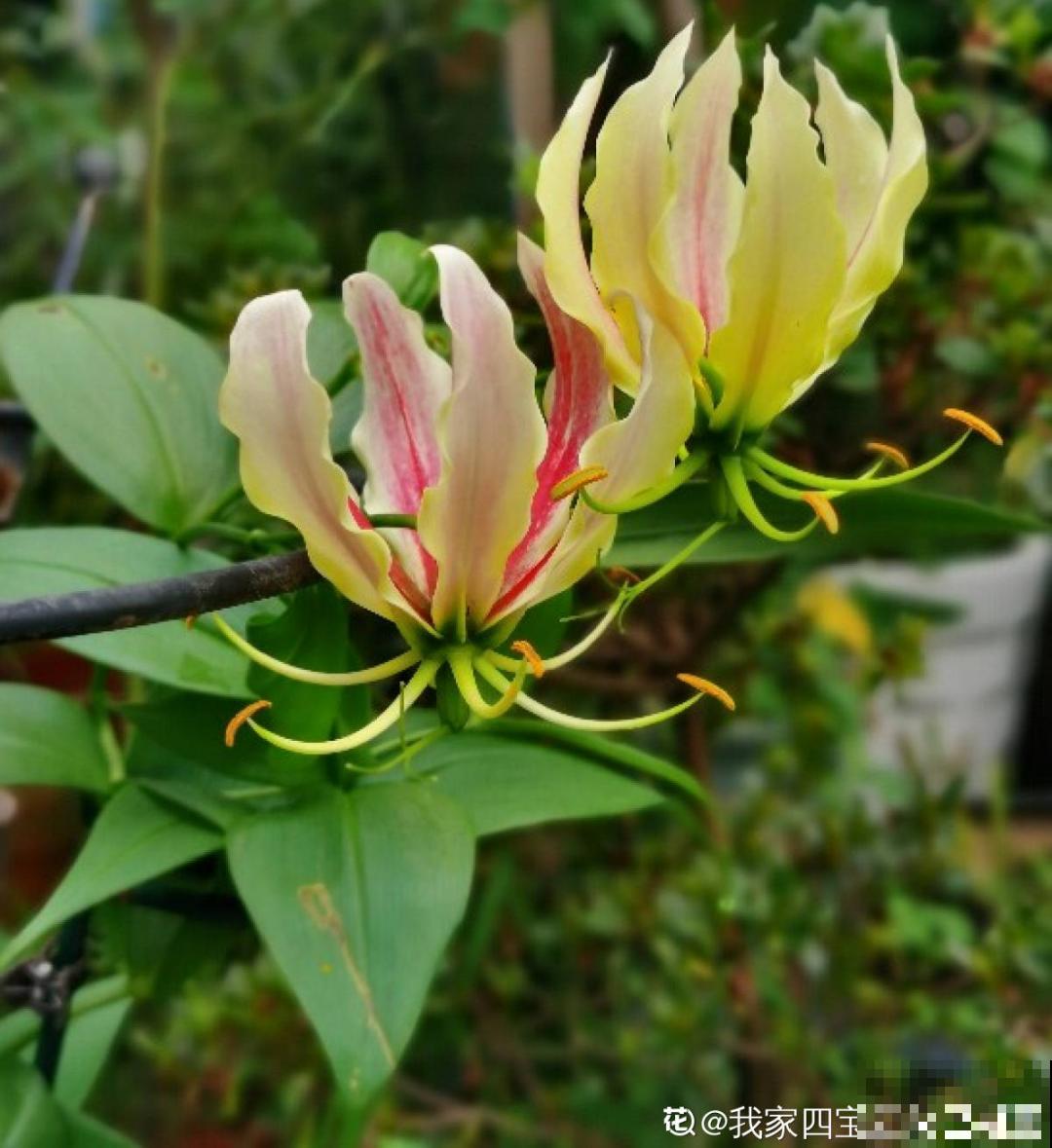 三伏天超美的10种花,妥妥的“开花楷模”,你养了几种? 三伏天超美的10种花,妥妥的“开花楷模”,你养了几种?