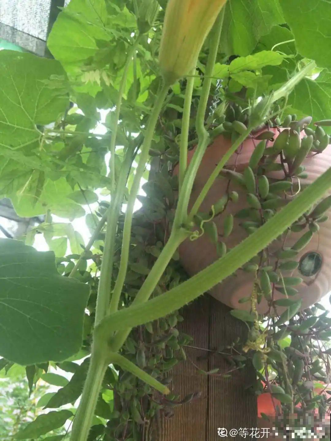 家门口的木槿花，裹上面炸一炸，外酥里嫩香喷喷