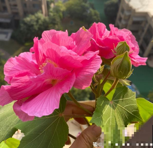 1种花天生会“变脸”,开放时是红色,衰败变白色,见的人真不多 1种花天生会“变脸”,开放时是红色,衰败变白色,见的人真不多