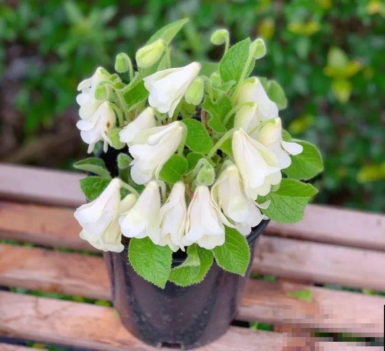 1种花特耐阴，开花像是小喇叭，花量巨大