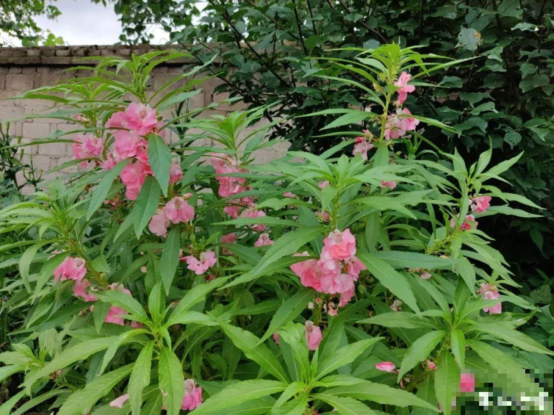 10种花开完不要剪，等20天之后，1盆变多盆