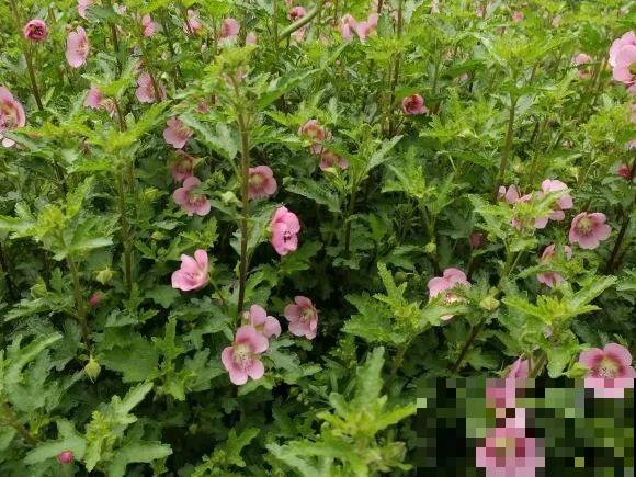 绿化带“壕”无人性，10万块的花堆一起，你认识几个？