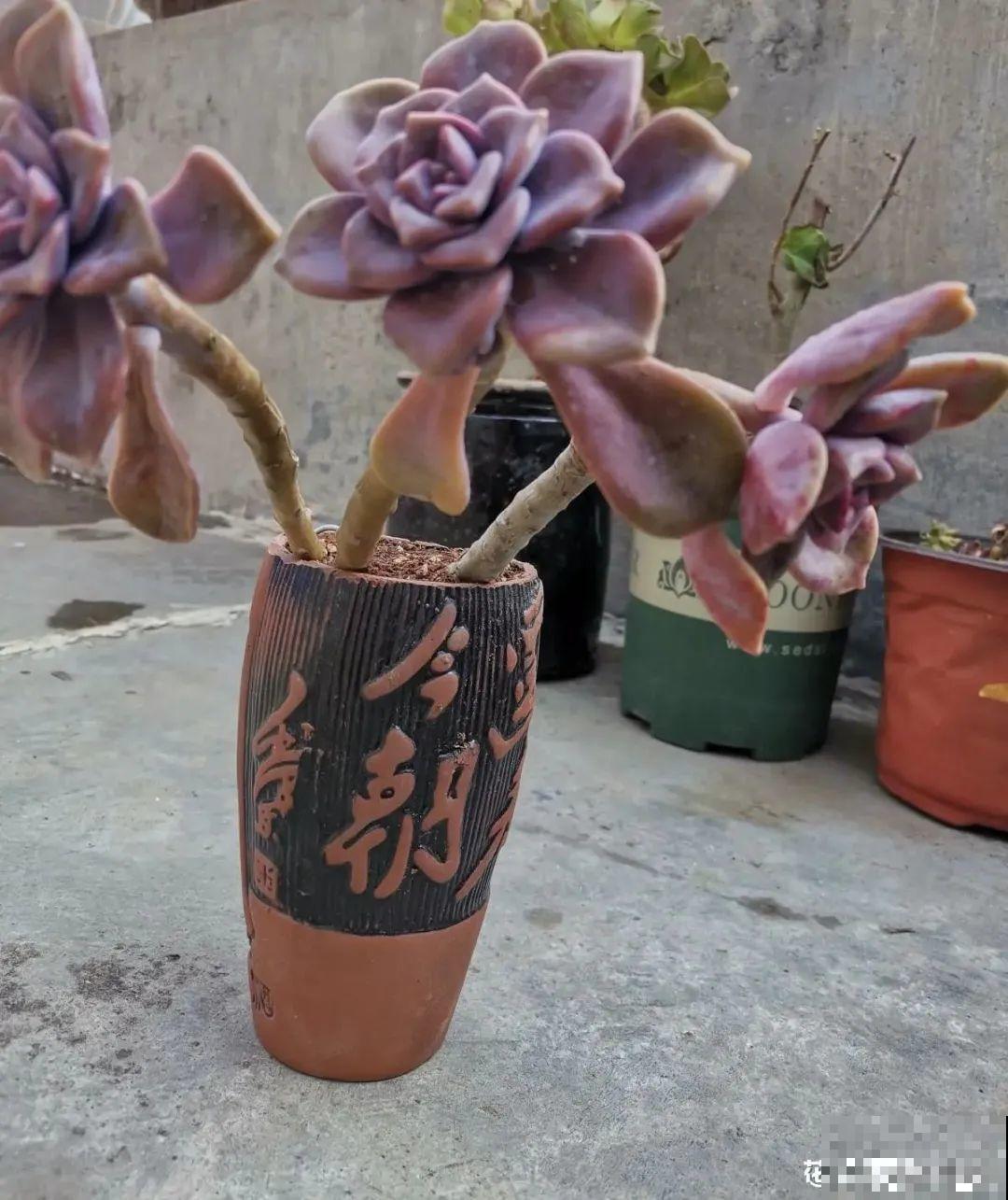 酒瓶子别扔，拿来种多肉，时髦又省钱