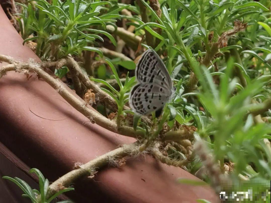 4种花别乱养,天天招虫子,越养越生气 4种花别乱养,天天招虫子,越养越生气