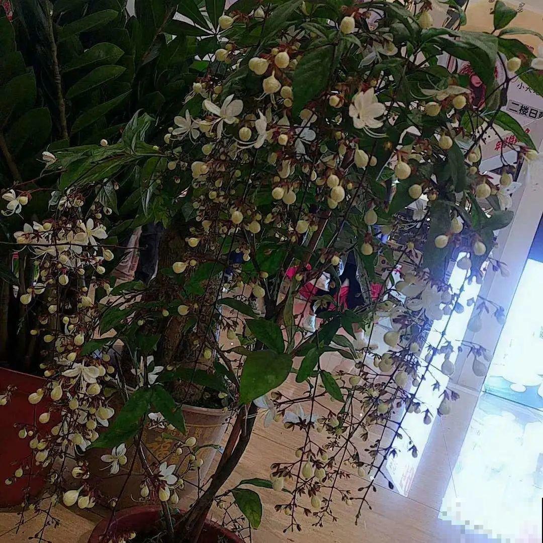 仙气飘飘的花，颜值高、花期长，养一盆不亏