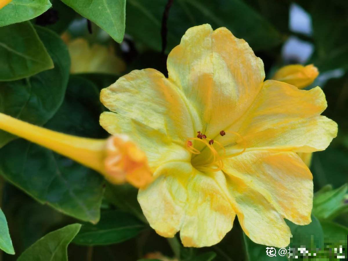 完美“蜕变”的4种花，名字太难听，开花美翻天